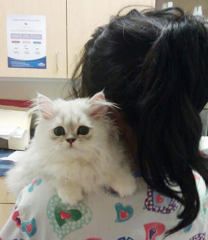 кіт у ветеринара