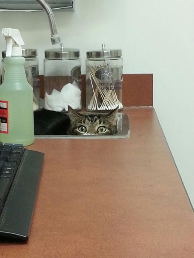 кот у ветеринара