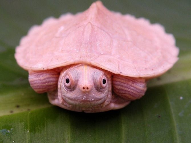 черепаха альбінос