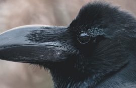 crow