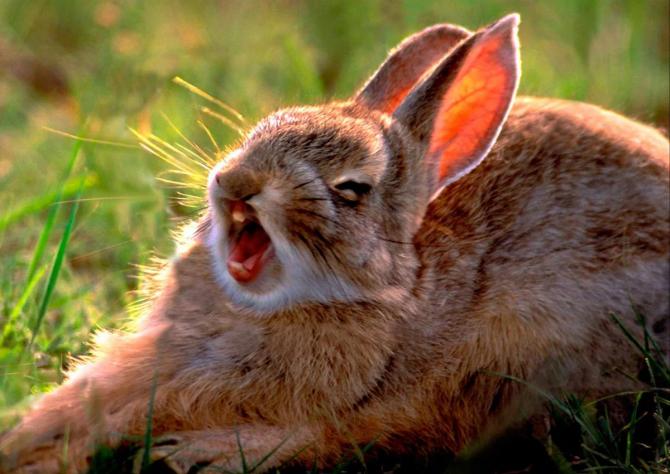 кролик позіхає