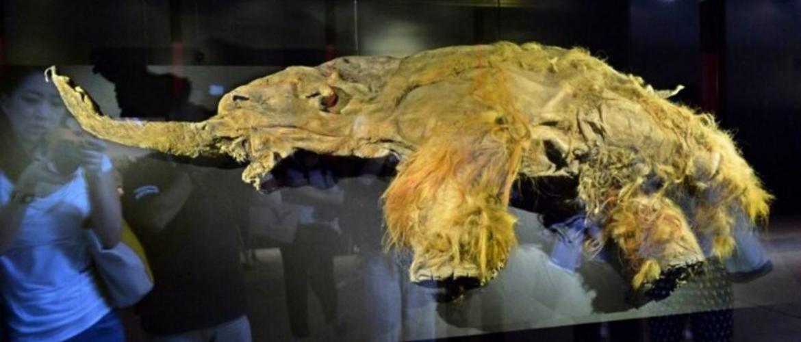 Ученые «разбудили» клетки древнего мамонта