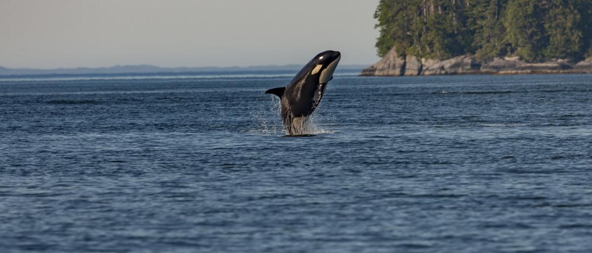 Новый вид синего кита обнаружили на побережье Чили