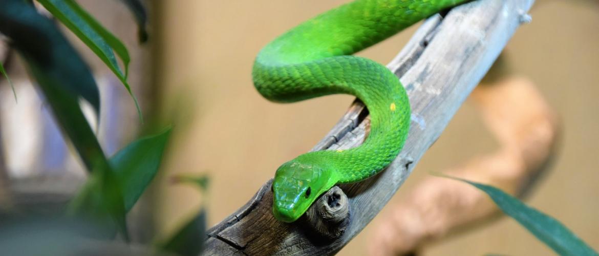 ТОП-10 самых красивых змей на планете