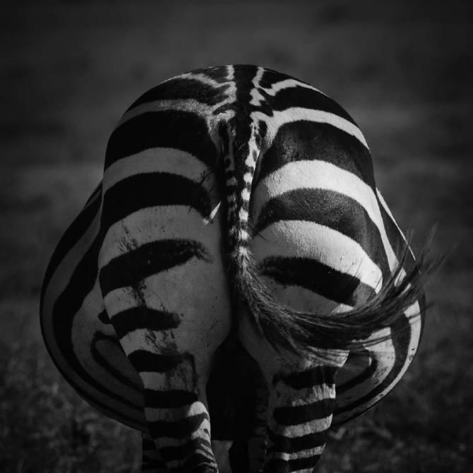 вагітна зебра