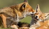 L’amour в царстві звірів: ну дуже закохані тварини