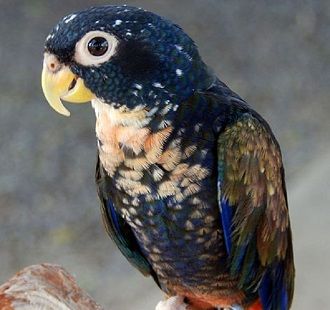 Бронзовокрилий папуга