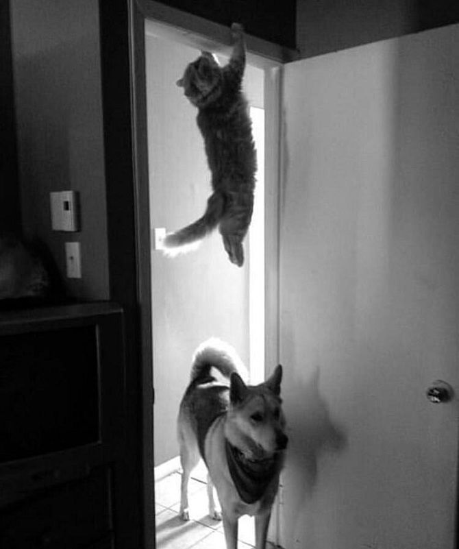 кот в прыжке