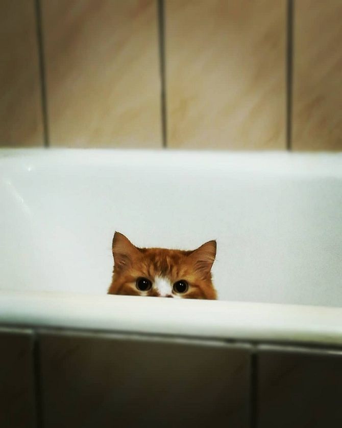 кіт в ванній