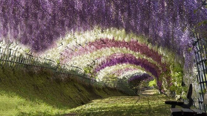 Тунель Вистерия, Японія