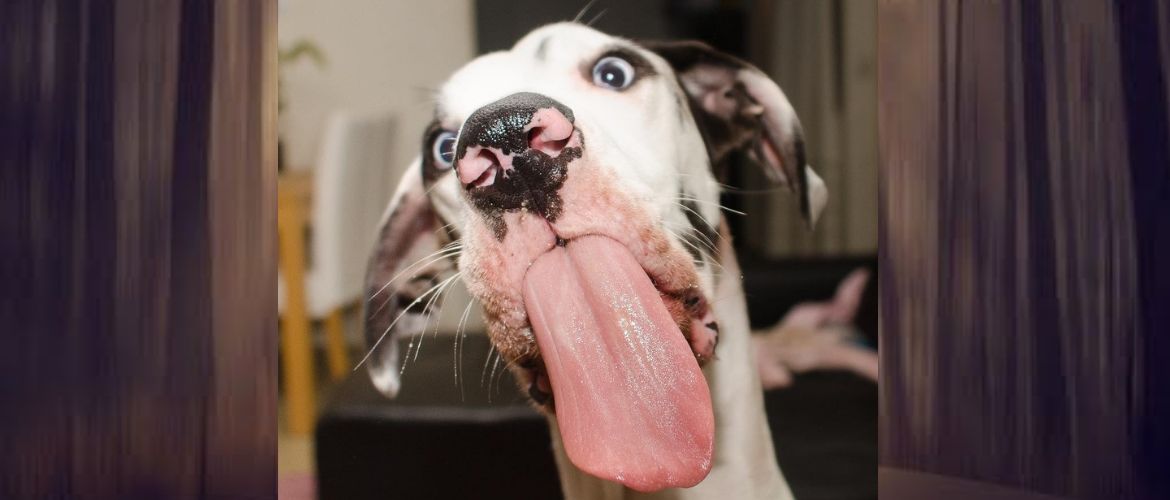 Про що думає найемоційніший пес в світі, коли фотографується?