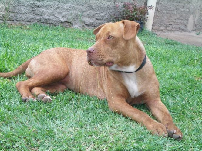 Platz - American Pit Bull Terrier