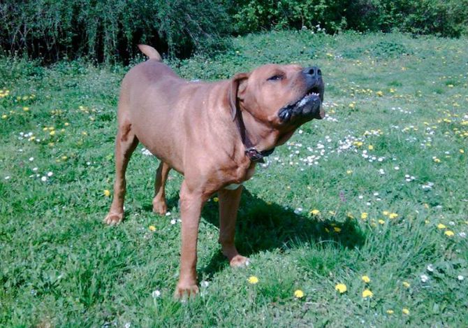  Brindis Kampfhund
