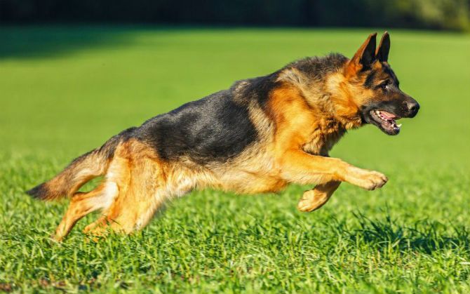 The German Shepherd