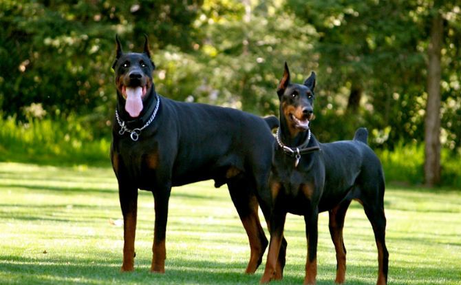 Dobermann Pinscher
