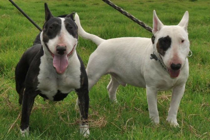  Bullterrier
