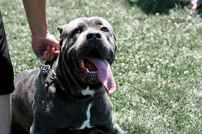 Cane Corso