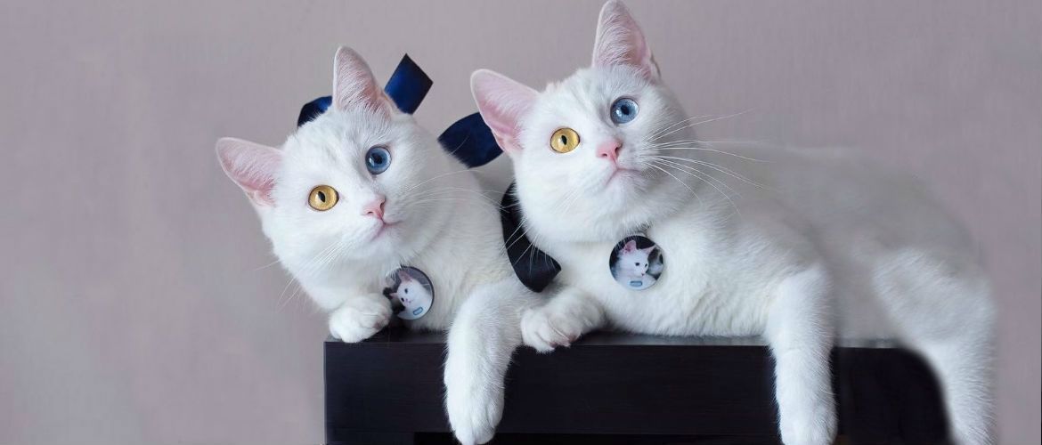 Найкрасивіші кішки в світі: 10 дивовижних порід, від яких ви будете в захваті