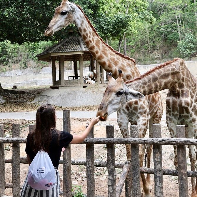 Зоопарк Чіанг-Май
