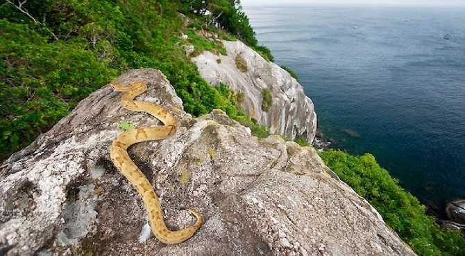 Зміїний острів