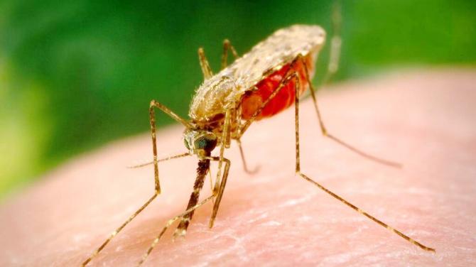 Малярійний комар