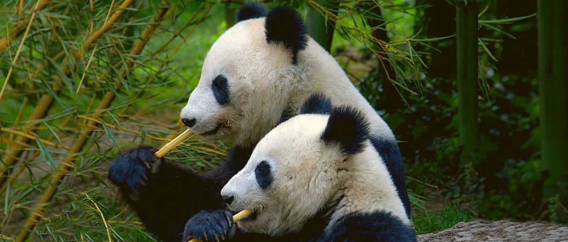 5 фактов о пандах или почему эти ми-ми-мишки так популярны (фото)