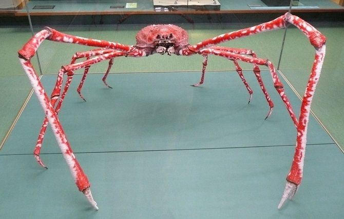 Японський краб-павук