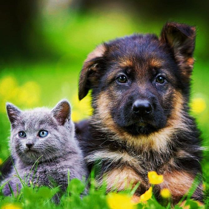 кіт та собака