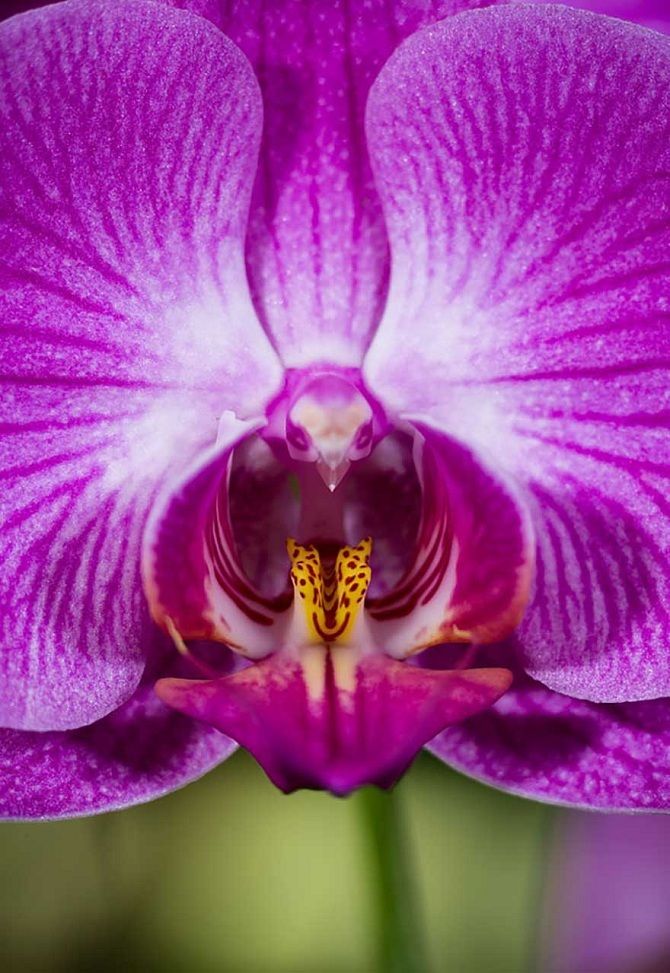 Найкрасивіші і найбільш незвичайні квіти світу: такого ви ще не бачили 6