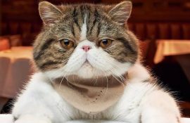 20+ котов, которые ведут себя, как люди