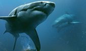«Синяя бездна 2»: продолжение хоррора об ужасных морских хищниках — акулах