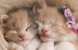 котики