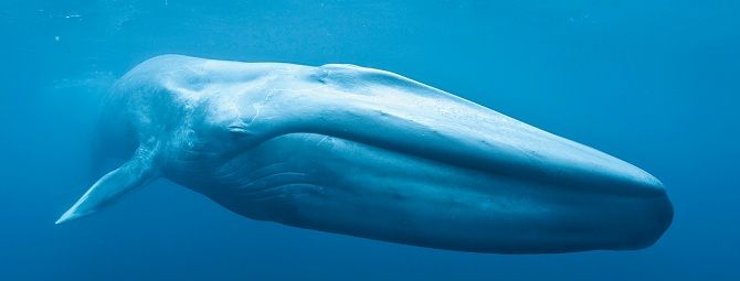 Блакитний кит