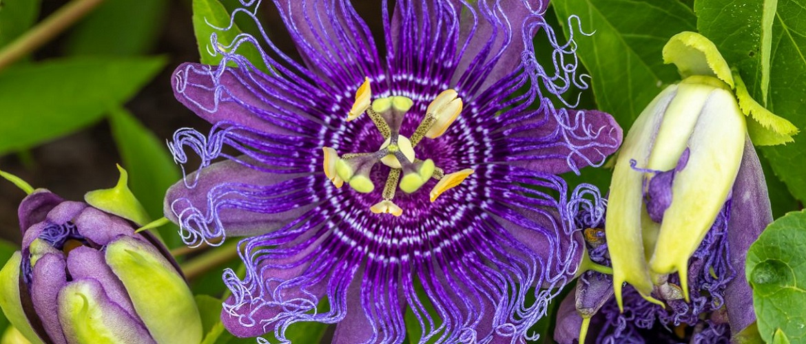 Найкрасивіші і найбільш незвичайні квіти світу: такого ви ще не бачили