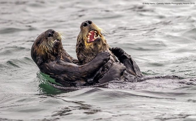40 найсмішніших фото дикої природи Comedy Wildlife Photography Awards: фіналісти конкурсу 3