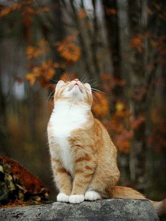 Теплий одяг, прогулянки і Геловін: 20+ котів, які обожнюють осінь 2