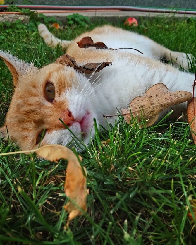 кот валяется на траве
