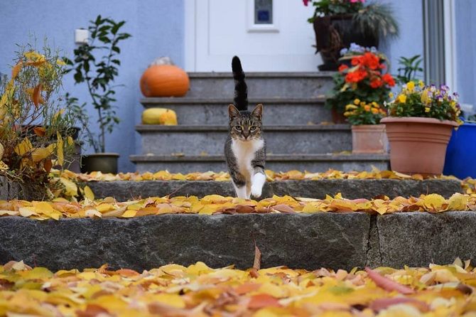 кіт осінь
