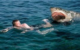 акула нападает на человека