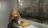 грустный кот смотрит в окно