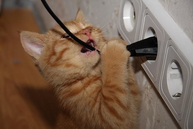 Как отучить кота грызть провода?