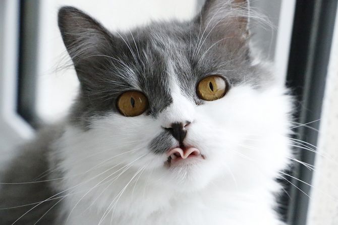 кот показывает язык