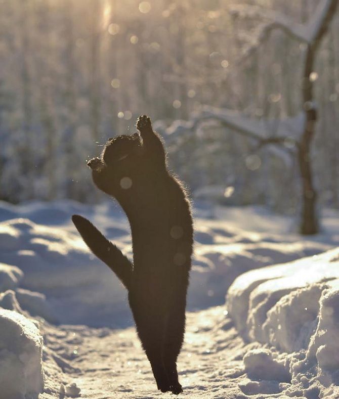 кот в полете