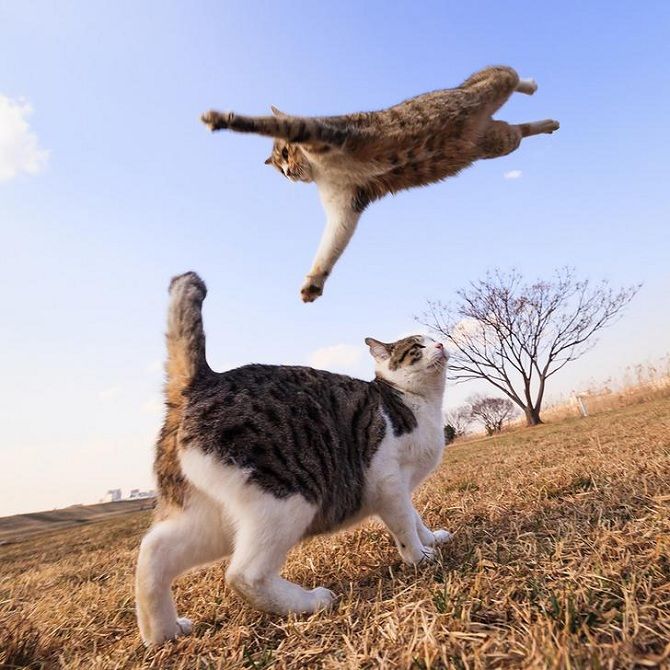 літаючі коти