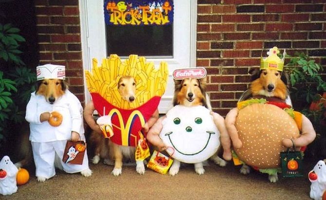 собаки в костюмах