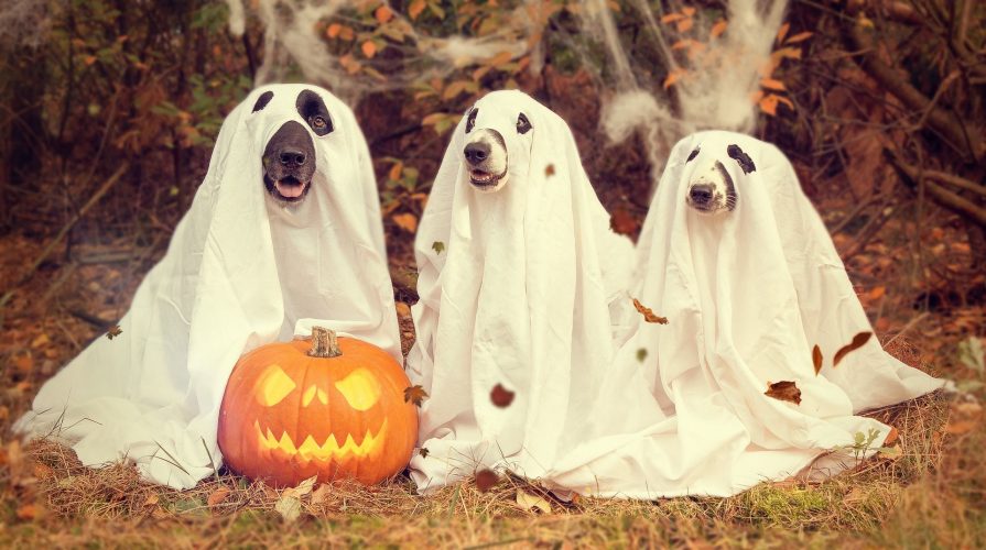 Милые и страшные – животные, которые уже готовы к Хэллоуину  (слишком чувствительным не рекомендуем смотреть)