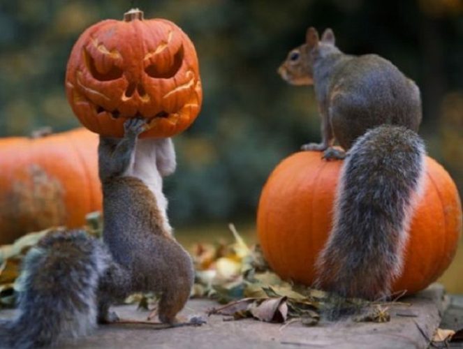 Милые и страшные – животные, которые уже готовы к Хэллоуину  (слишком чувствительным не рекомендуем смотреть) 11