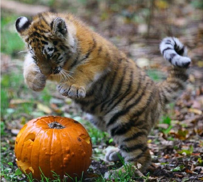 Милые и страшные – животные, которые уже готовы к Хэллоуину  (слишком чувствительным не рекомендуем смотреть) 9