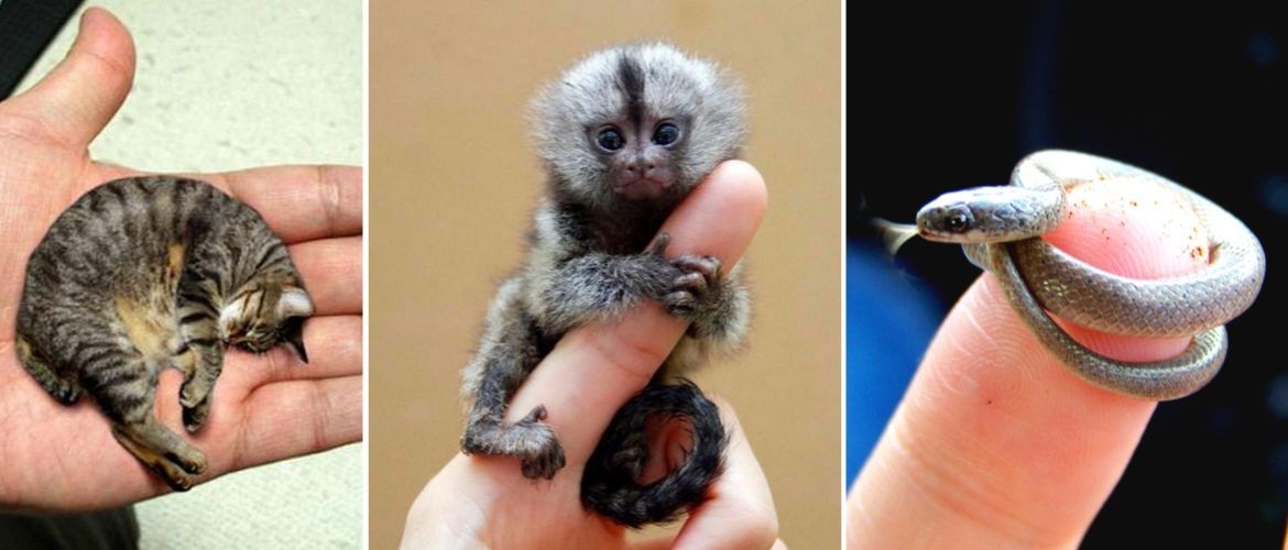 Миниатюрные и прекрасные: ТОП-10 самых маленьких животных на Земле