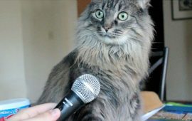 кот с микрофоном